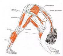 瑜伽体式大全 加强侧伸展式动作精讲