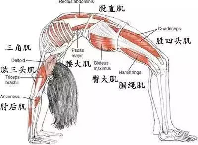 瑜伽体式大全 轮式瑜伽动作精讲
