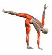 瑜伽体式大全 半月式瑜伽动作精讲