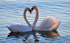 瘦小腹瑜伽体式动作 最优雅的瑜伽体式之一